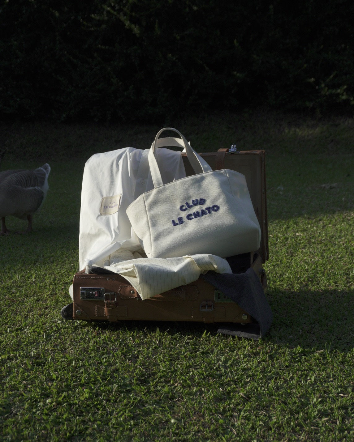 CANVAS CLUB LE CHATO